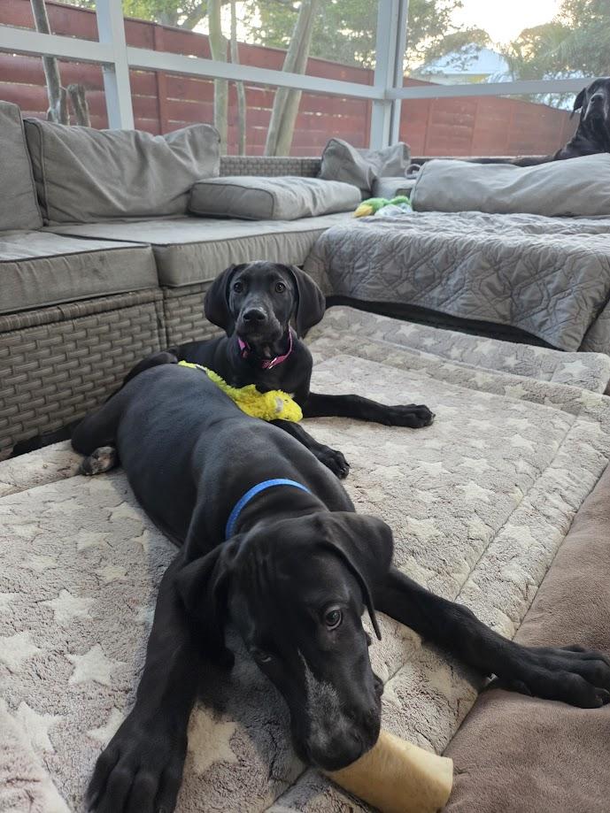 Enlarge Zonks, a ADOPTABLE Great Dane in Pensacola, FL image 5/5