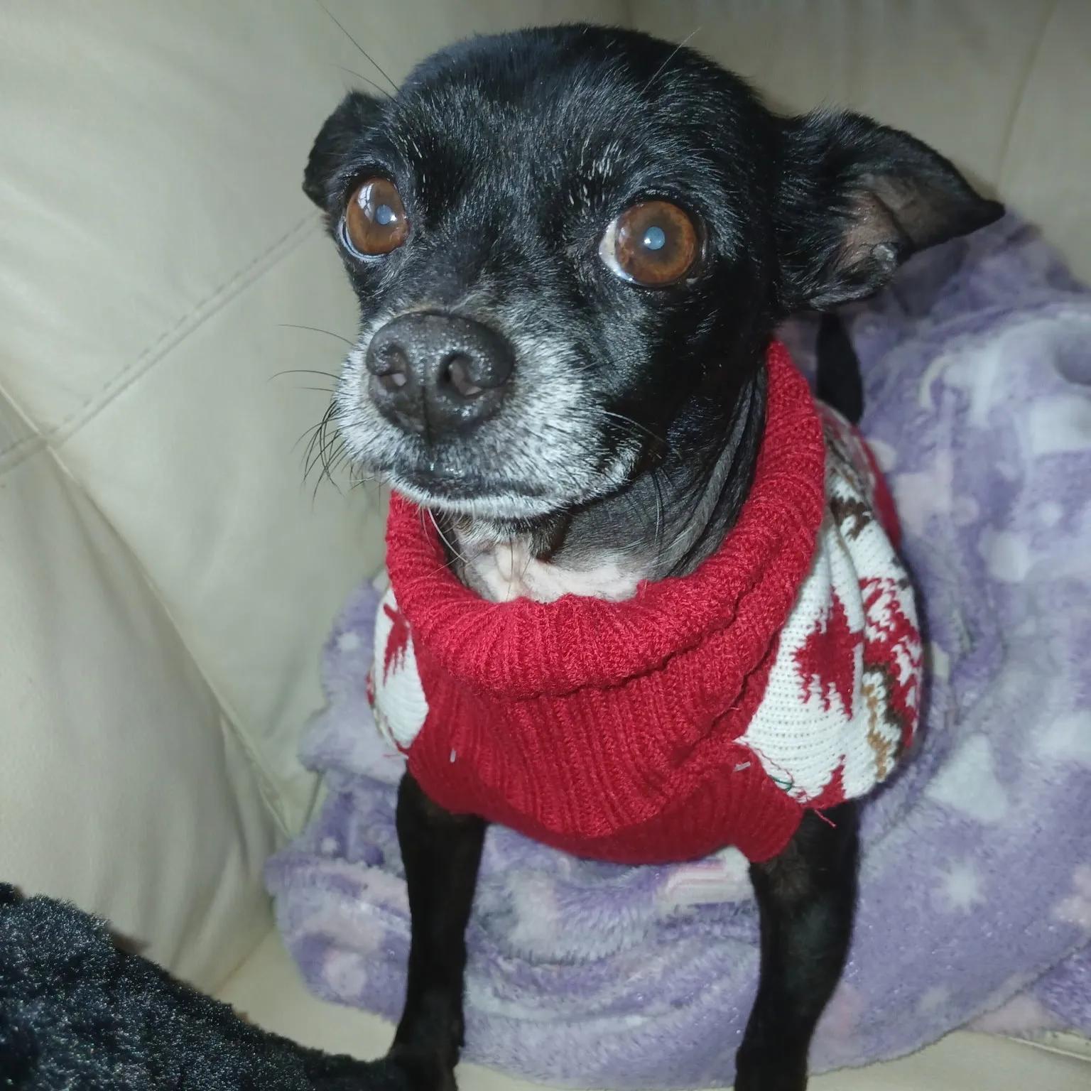 Enlarge Louie, a ADOPTABLE mixed breed in Port Charlotte, FL image 1/4