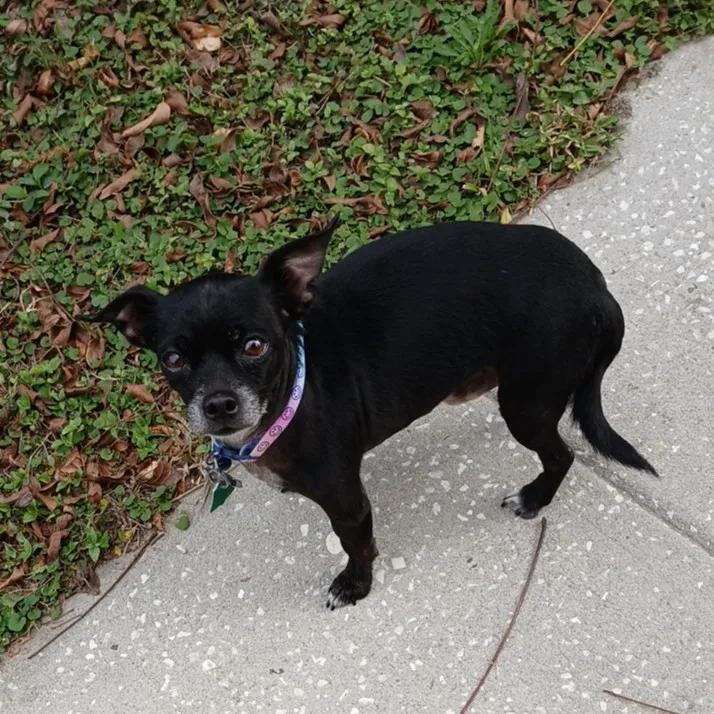 Enlarge Louie, a ADOPTABLE mixed breed in Port Charlotte, FL image 2/4