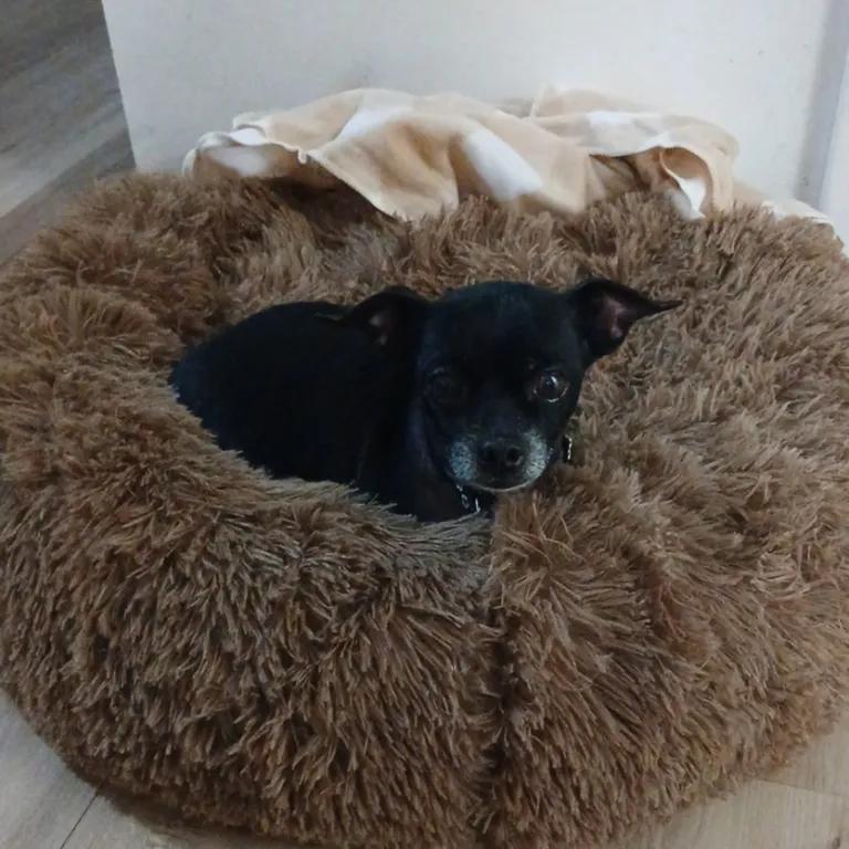 Enlarge Louie, a ADOPTABLE mixed breed in Port Charlotte, FL image 4/4