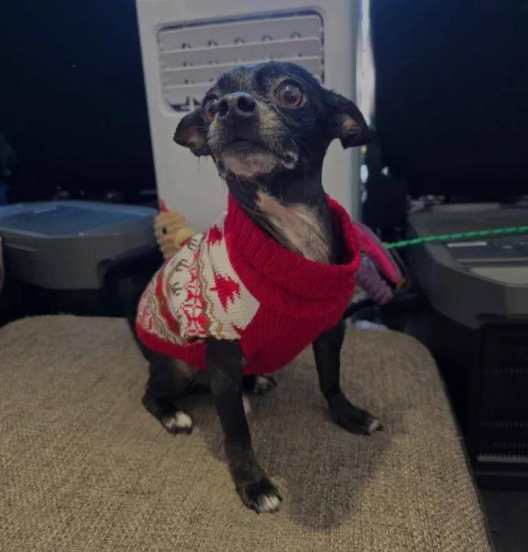 Enlarge Louie, a ADOPTABLE mixed breed in Port Charlotte, FL image 3/4