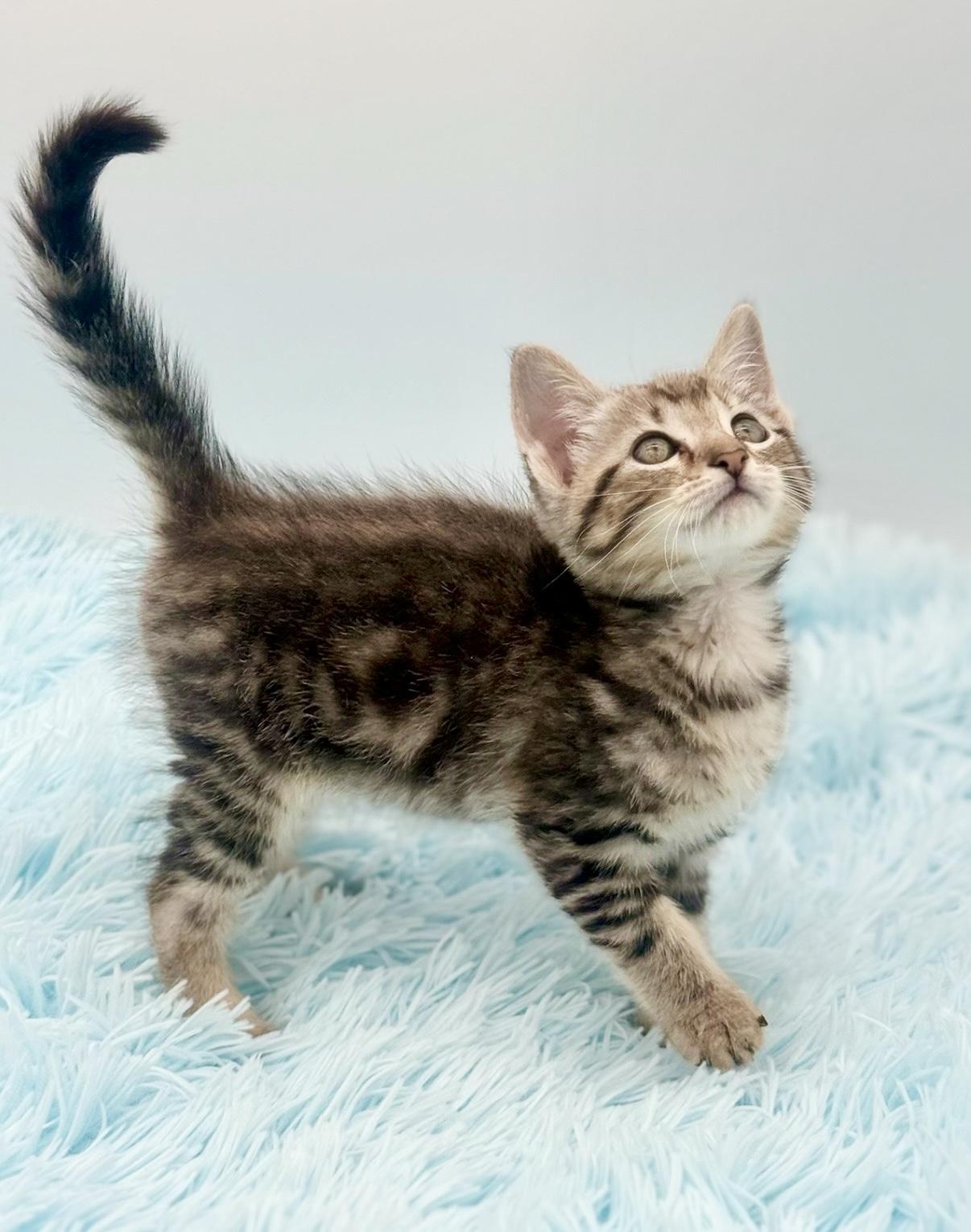 Enlarge Dally, a Adopted Bengal in Covington, LA image 3/6