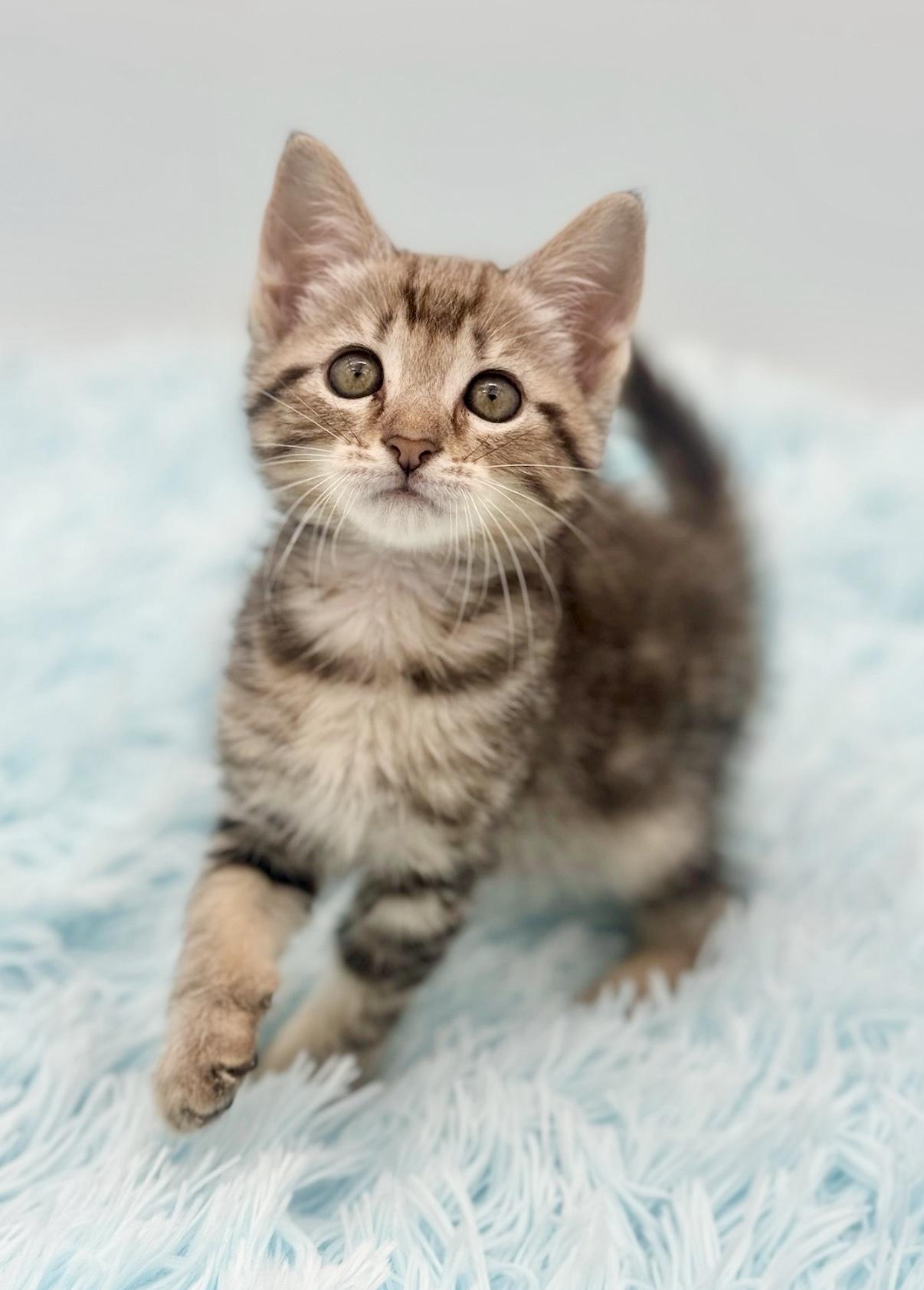 Dally, Adopted, Kitten Female Bengal.