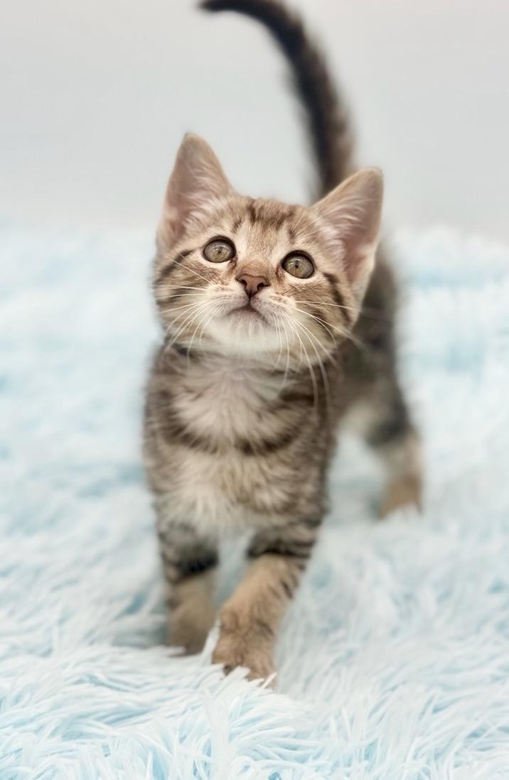 Enlarge Dally, a Adopted Bengal in Covington, LA image 4/6