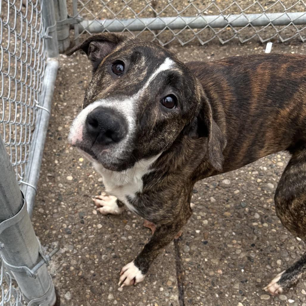 Dean, Adoptable, Adult Male Mixed Breed.