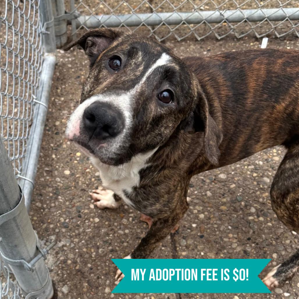 Enlarge Dean, a Adoptable Mixed Breed in Charleston, WV image 2/3