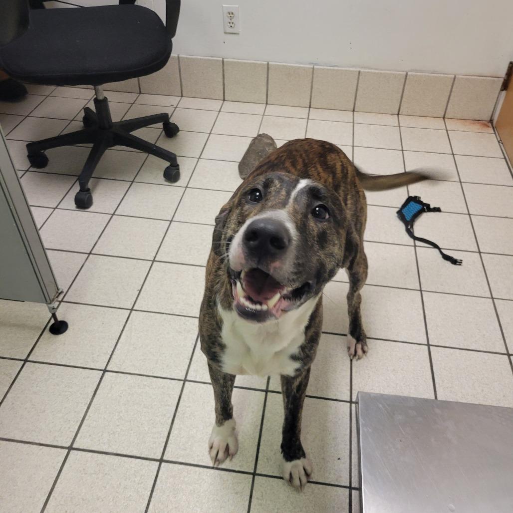 Enlarge Dean, a Adoptable Mixed Breed in Charleston, WV image 3/3