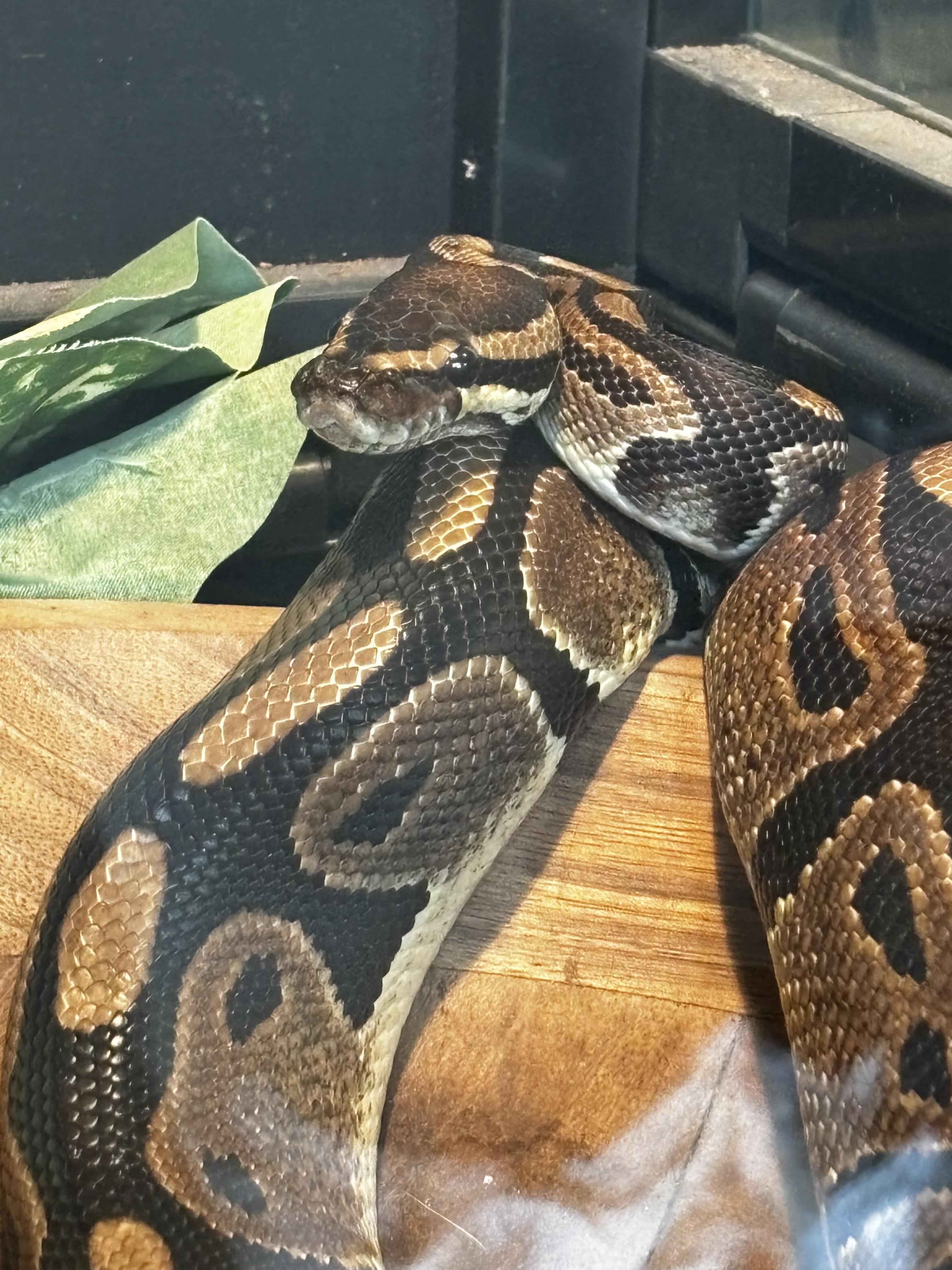 Enlarge Avery, a Adoptable Ball Python in BEVERLY HILLS, CA image 1/3