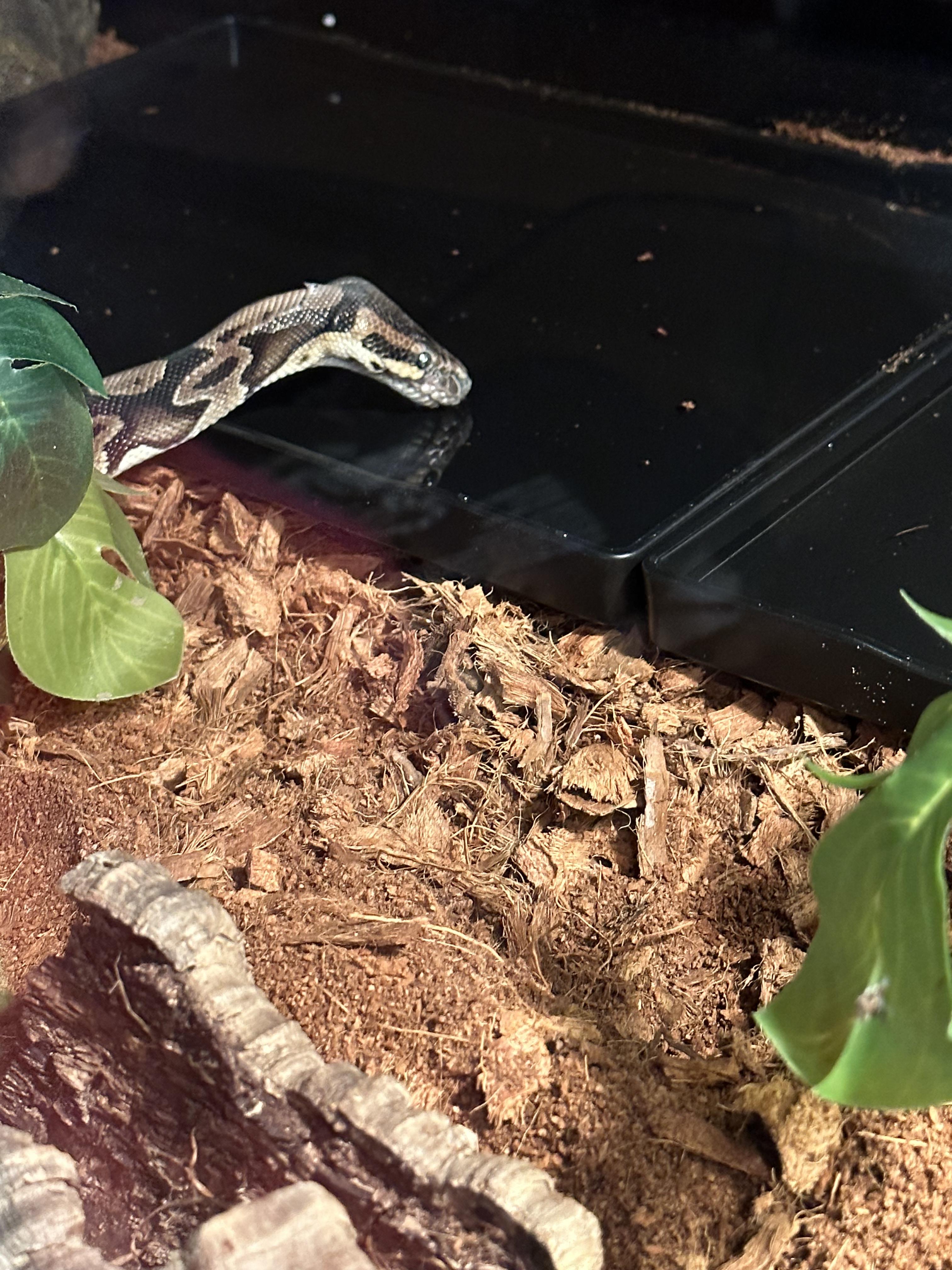 Enlarge Avery, a Adoptable Ball Python in BEVERLY HILLS, CA image 2/3