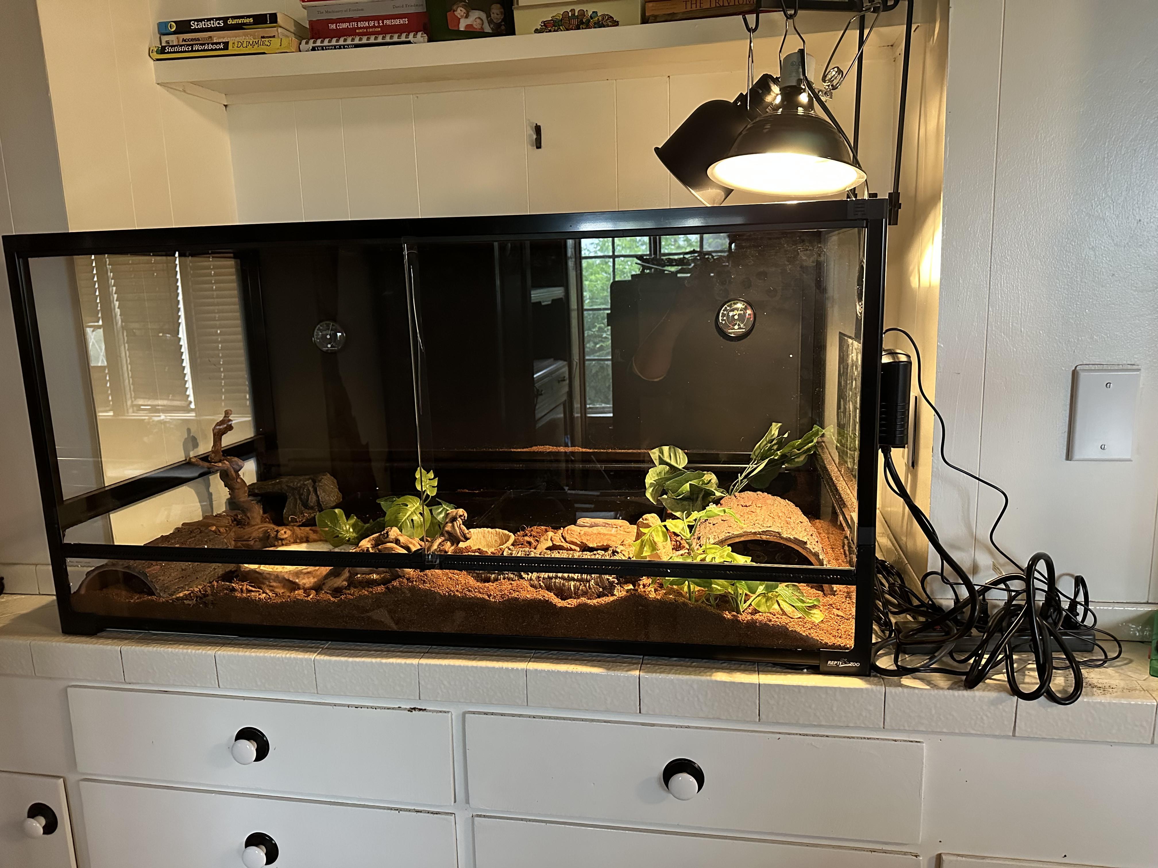 Enlarge Avery, a Adoptable Ball Python in BEVERLY HILLS, CA image 3/3