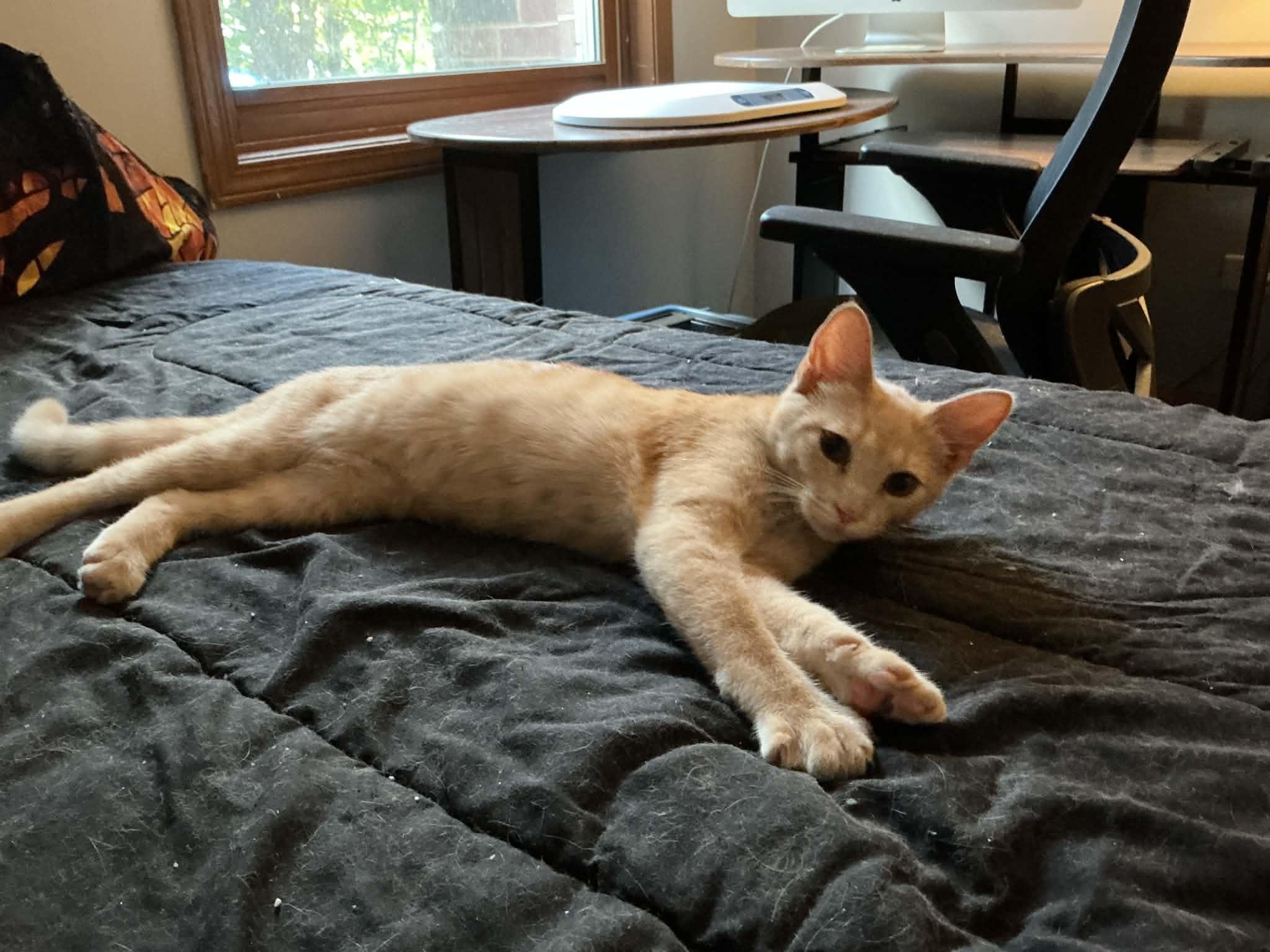 Enlarge Cheddar, a Adoptable Domestic Short Hair in Crystal Lake, IL image 4/4