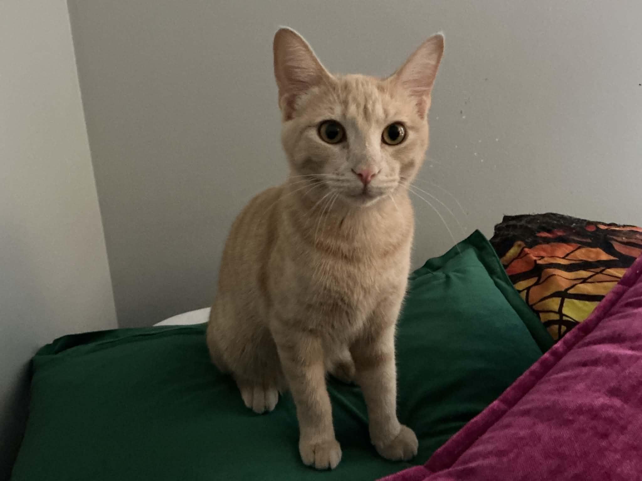 Cheddar, Adoptable, Young Female Domestic Short Hair.