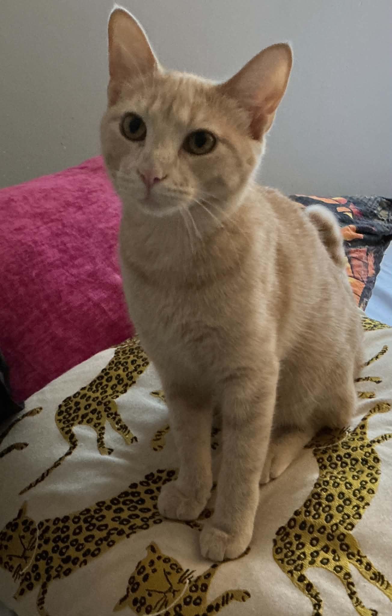 Enlarge Cheddar, a Adoptable Domestic Short Hair in Crystal Lake, IL image 2/4