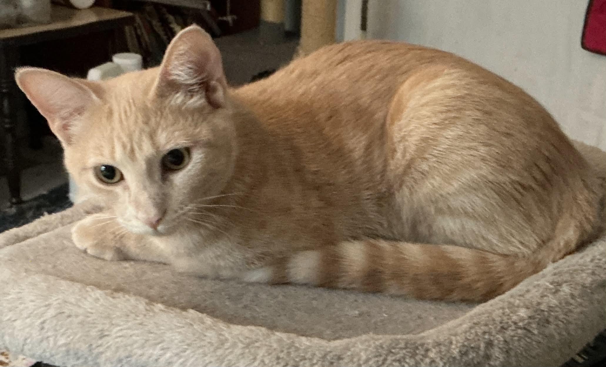 Enlarge Cheddar, a Adoptable Domestic Short Hair in Crystal Lake, IL image 3/4