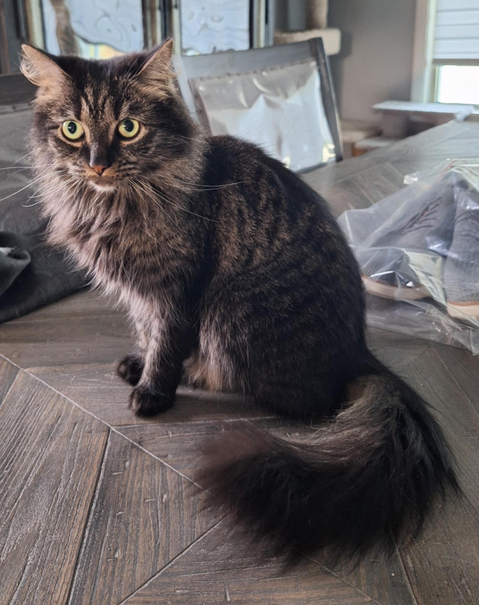 Clarita, Adoptable, Adult Female Maine Coon & Domestic Long Hair.