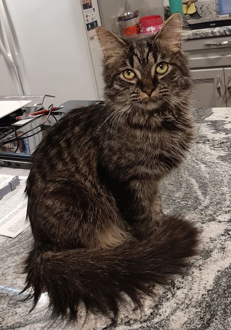 Clarita, a Adoptable mixed breed in Garden City, MI image 2/4