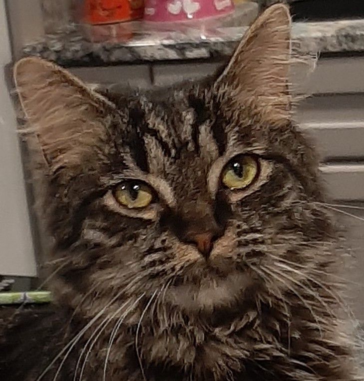 Clarita, a Adoptable mixed breed in Garden City, MI image 3/4