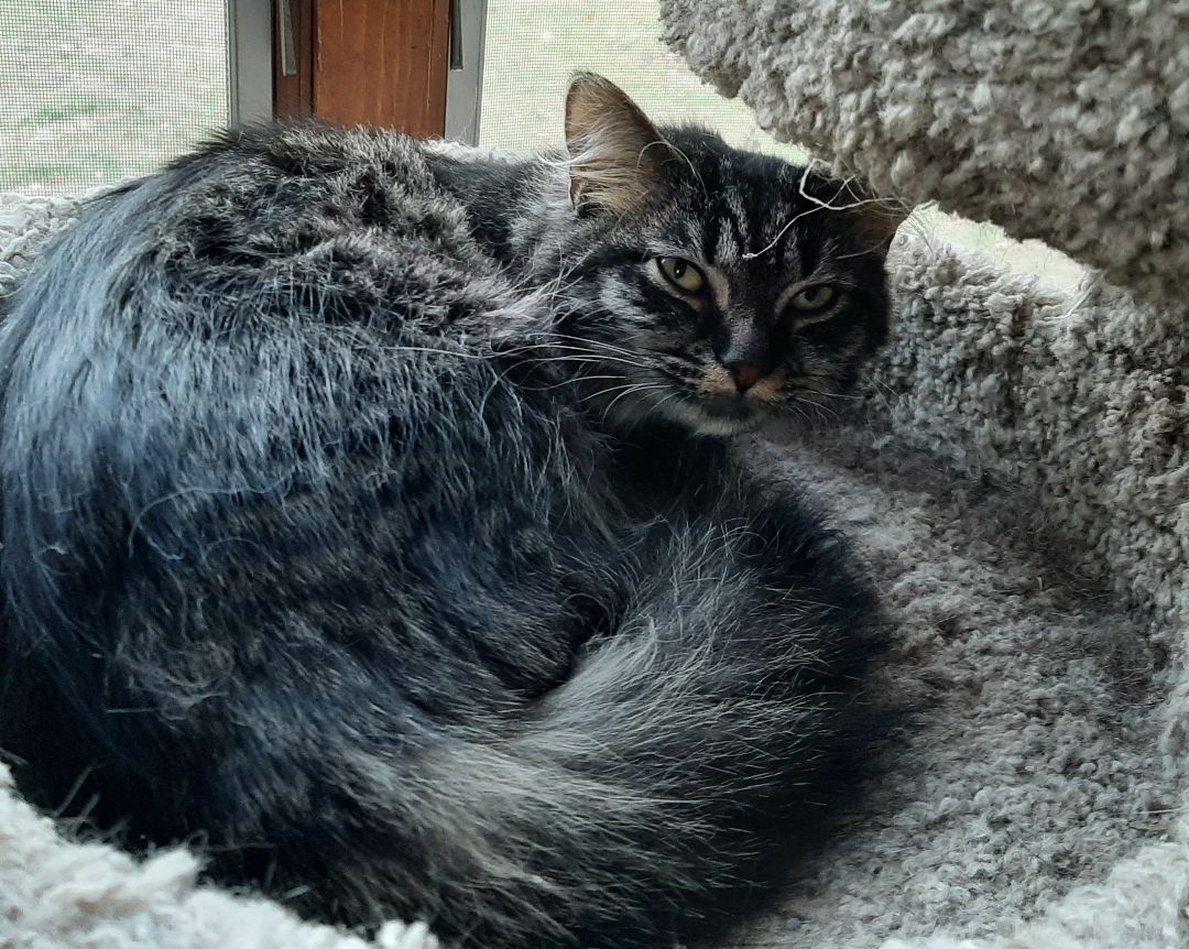 Clarita, a Adoptable mixed breed in Garden City, MI image 4/4