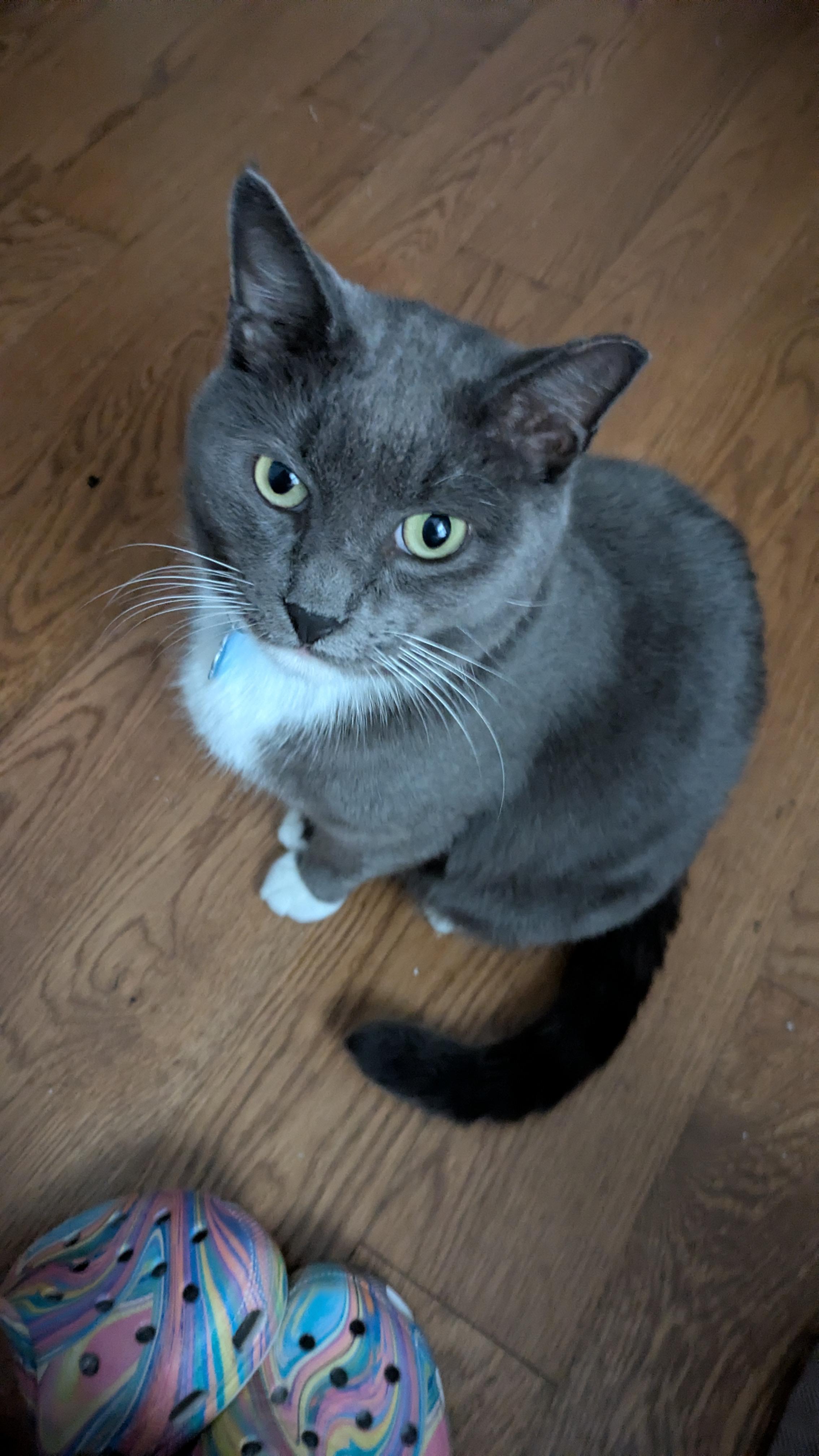 Coil, ADOPTABLE, Adult Male American Shorthair.