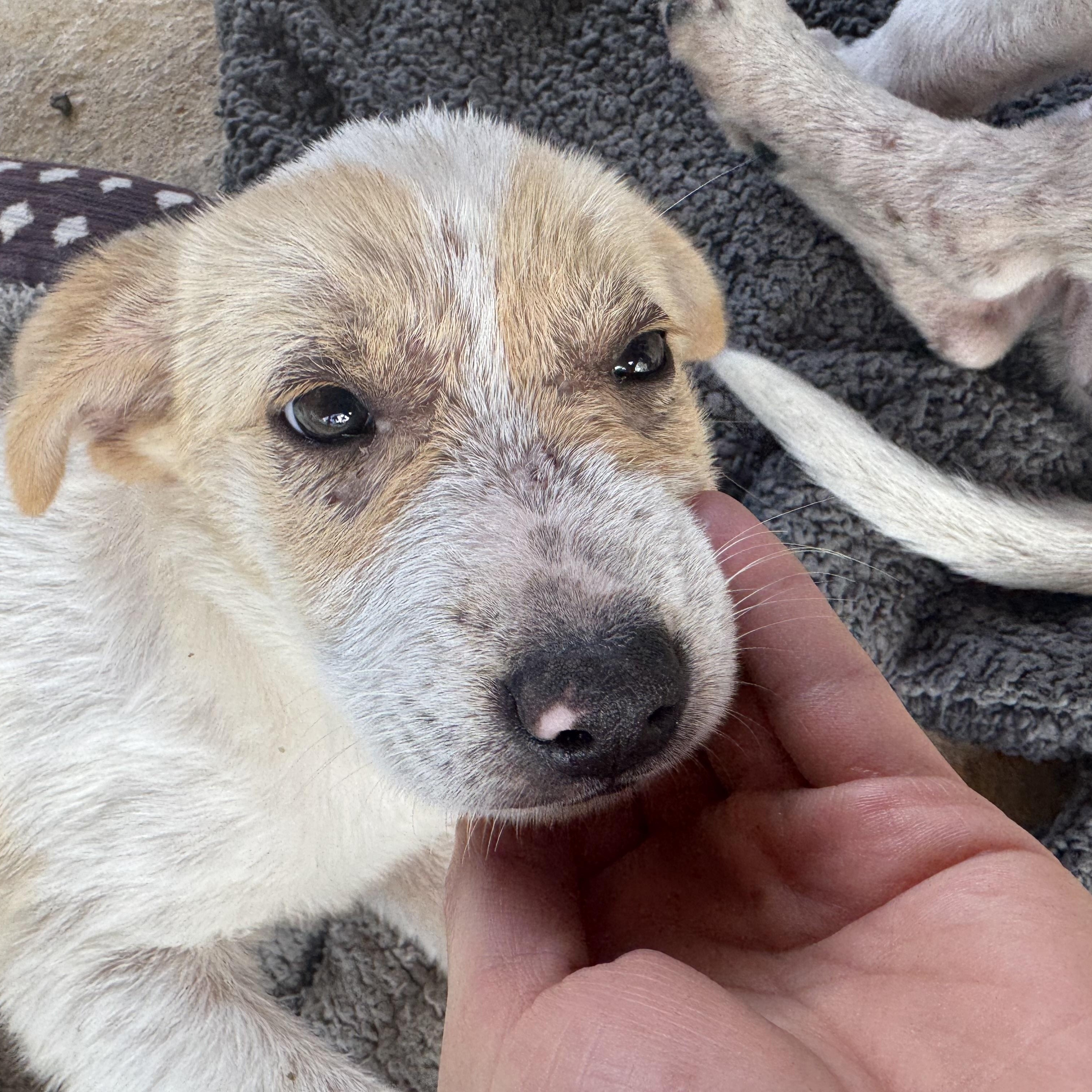 Enlarge Rumi - The Little Warrior, an adopted mixed breed in PROVIDENCE, RI image 6/6