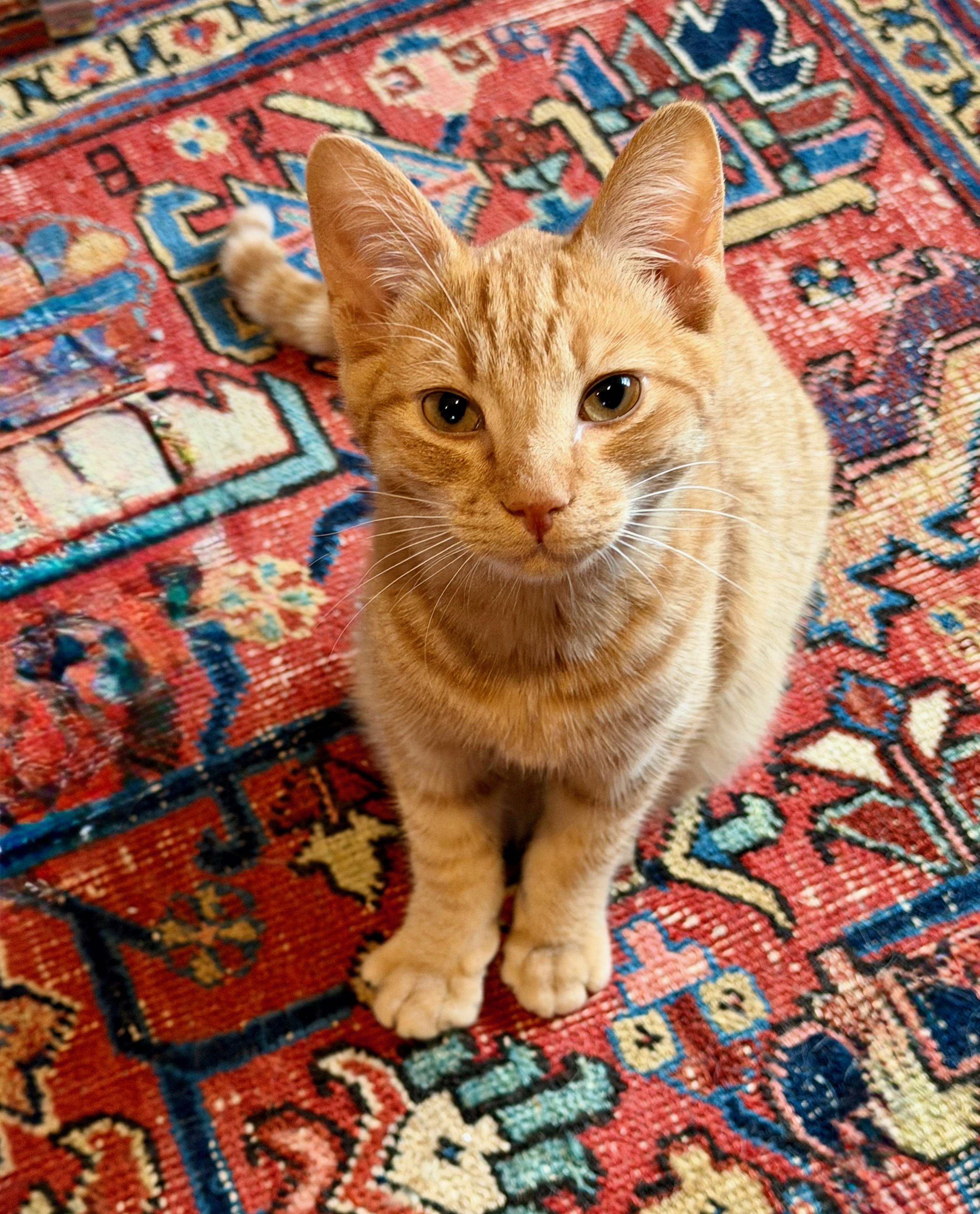 Enlarge Tater Tot and Otis, an adopted Domestic Short Hair in Manhasset, NY image 2/6