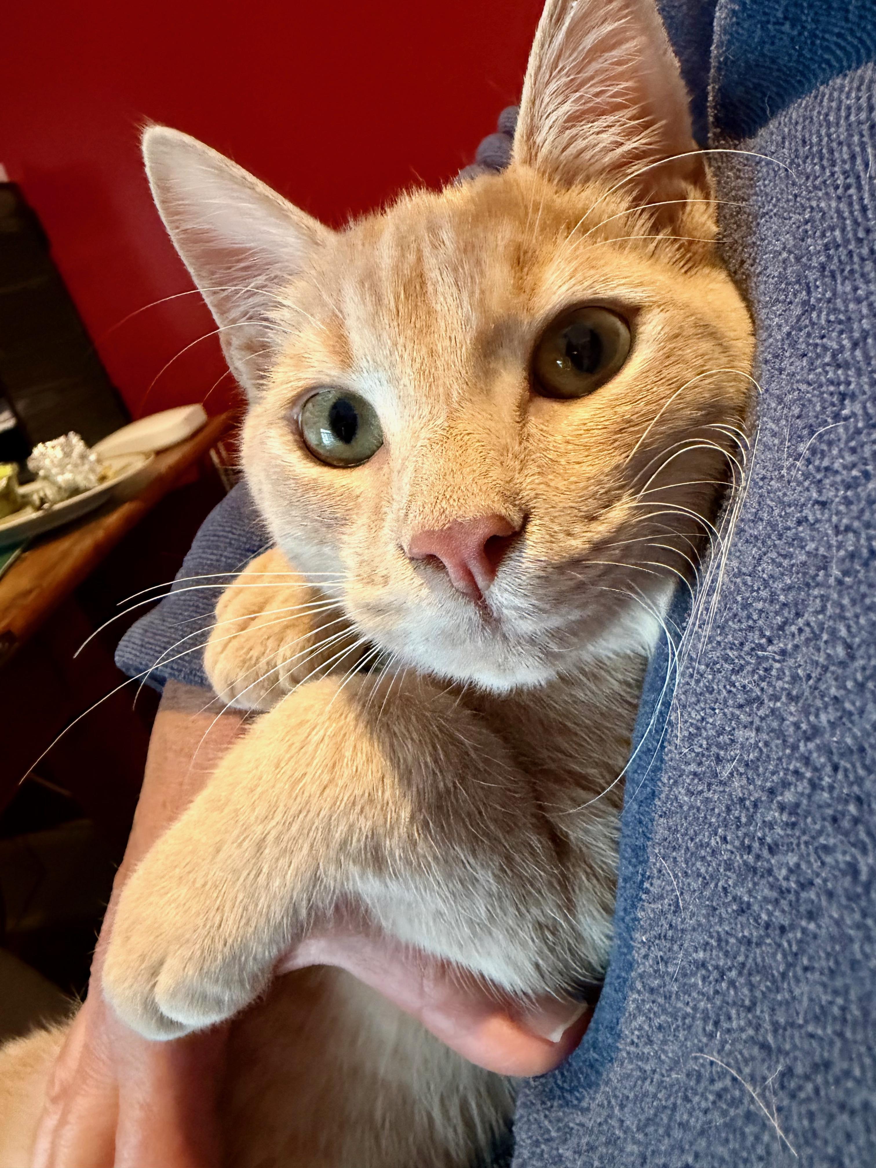 Enlarge Tater Tot and Otis, an adopted Domestic Short Hair in Manhasset, NY image 4/6