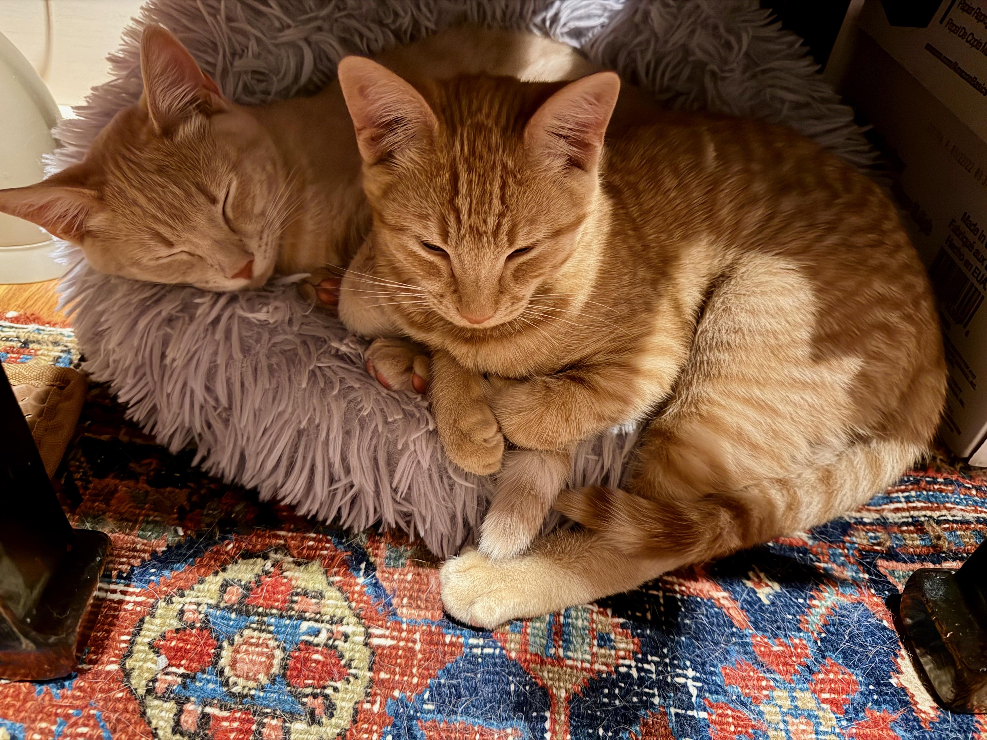 Enlarge Tater Tot and Otis, an adopted Domestic Short Hair in Manhasset, NY image 1/6