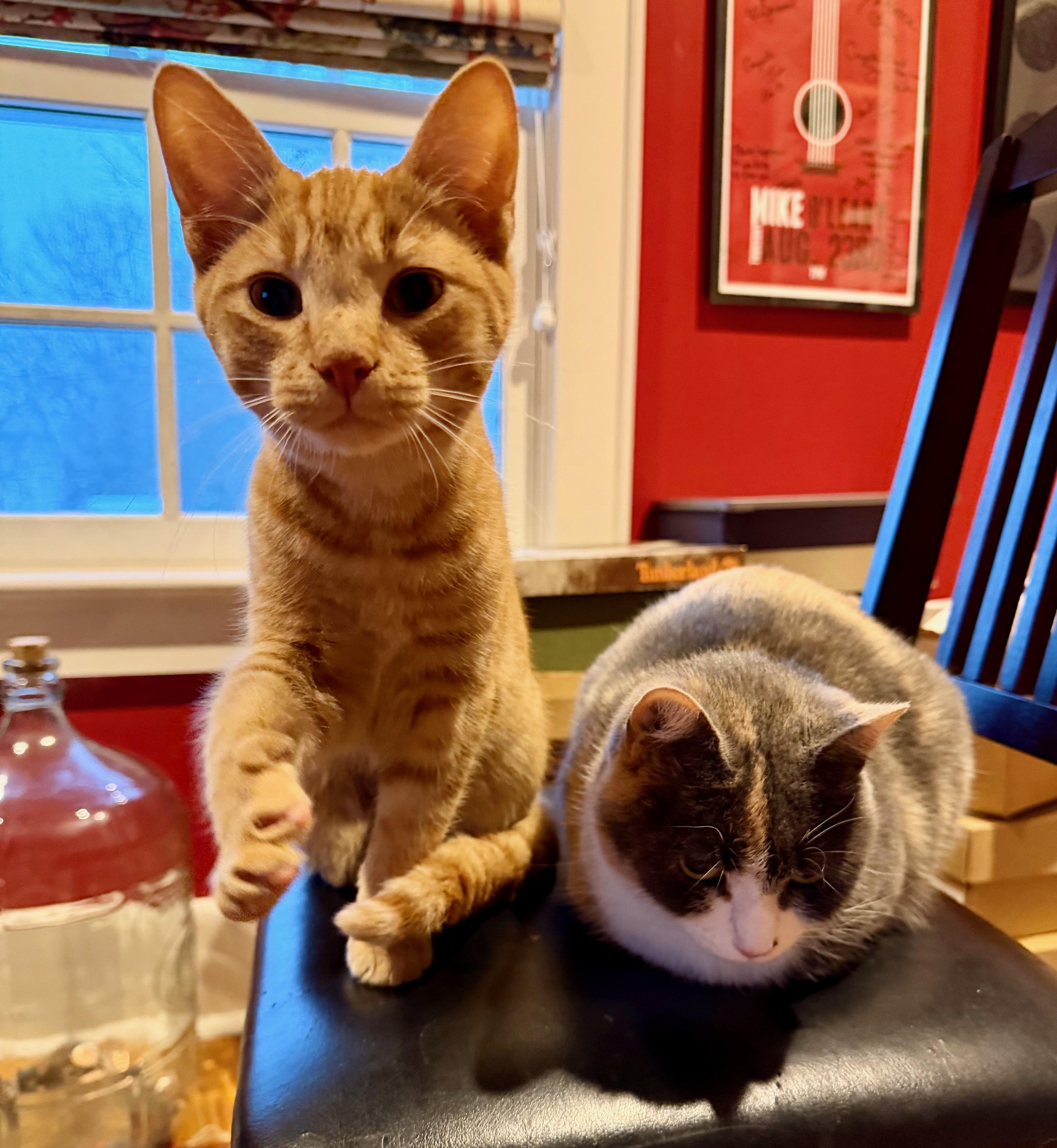 Enlarge Tater Tot and Otis, an adopted Domestic Short Hair in Manhasset, NY image 5/6