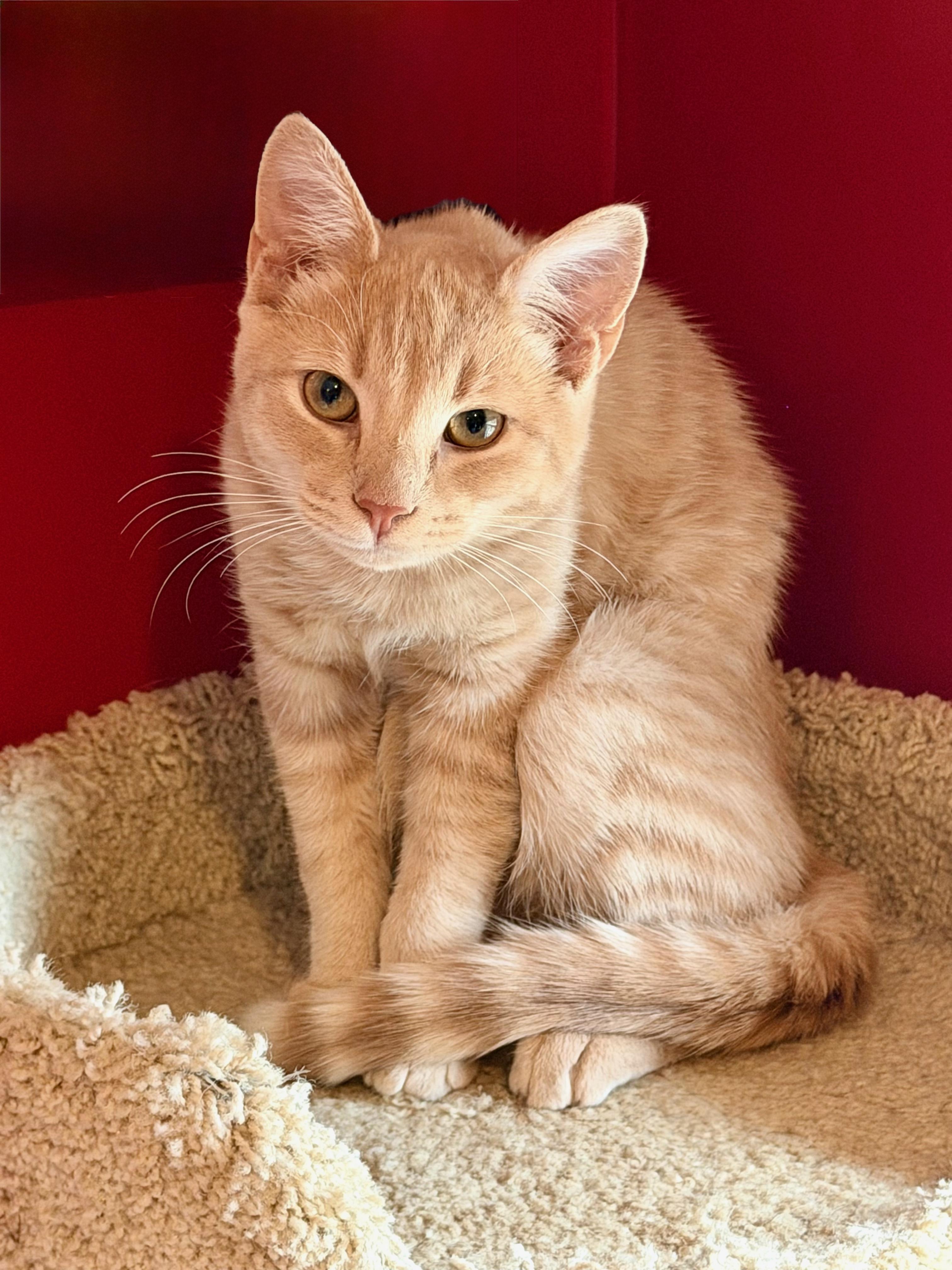 Enlarge Tater Tot and Otis, an adopted Domestic Short Hair in Manhasset, NY image 3/6