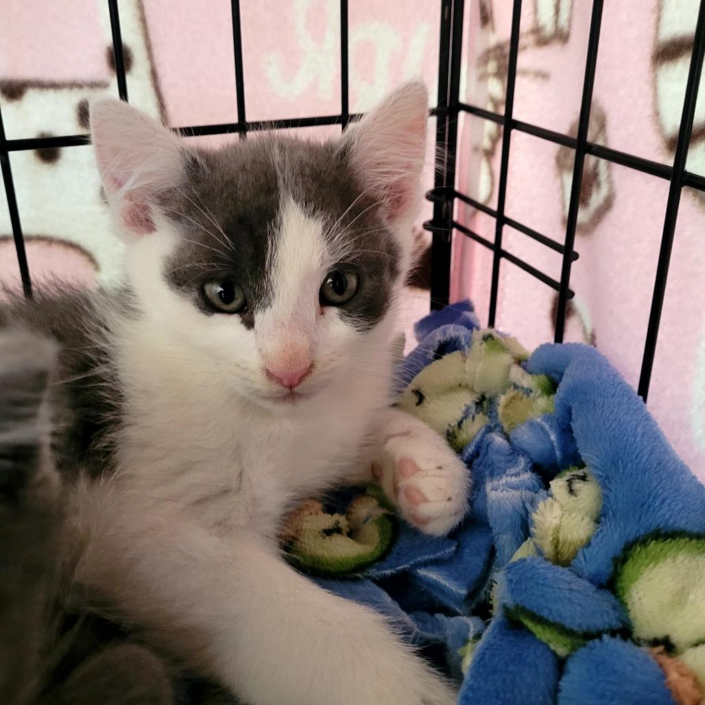 Jupiter Moon, Adoptable, Kitten Male Domestic Short Hair.