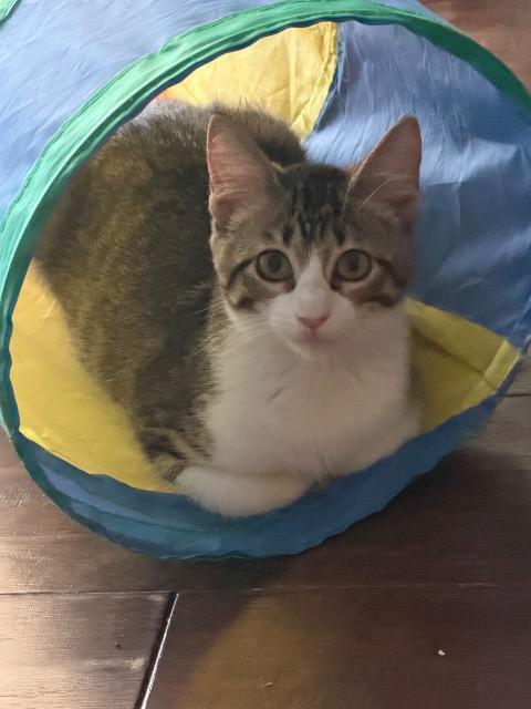 Enlarge Sugar (Sheesh), a Adoptable mixed breed in New Braunfels, TX image 1/6