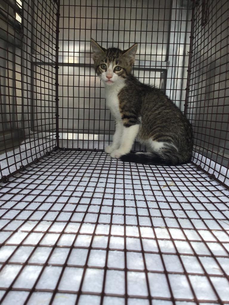 Enlarge Sugar (Sheesh), a Adoptable mixed breed in New Braunfels, TX image 5/6