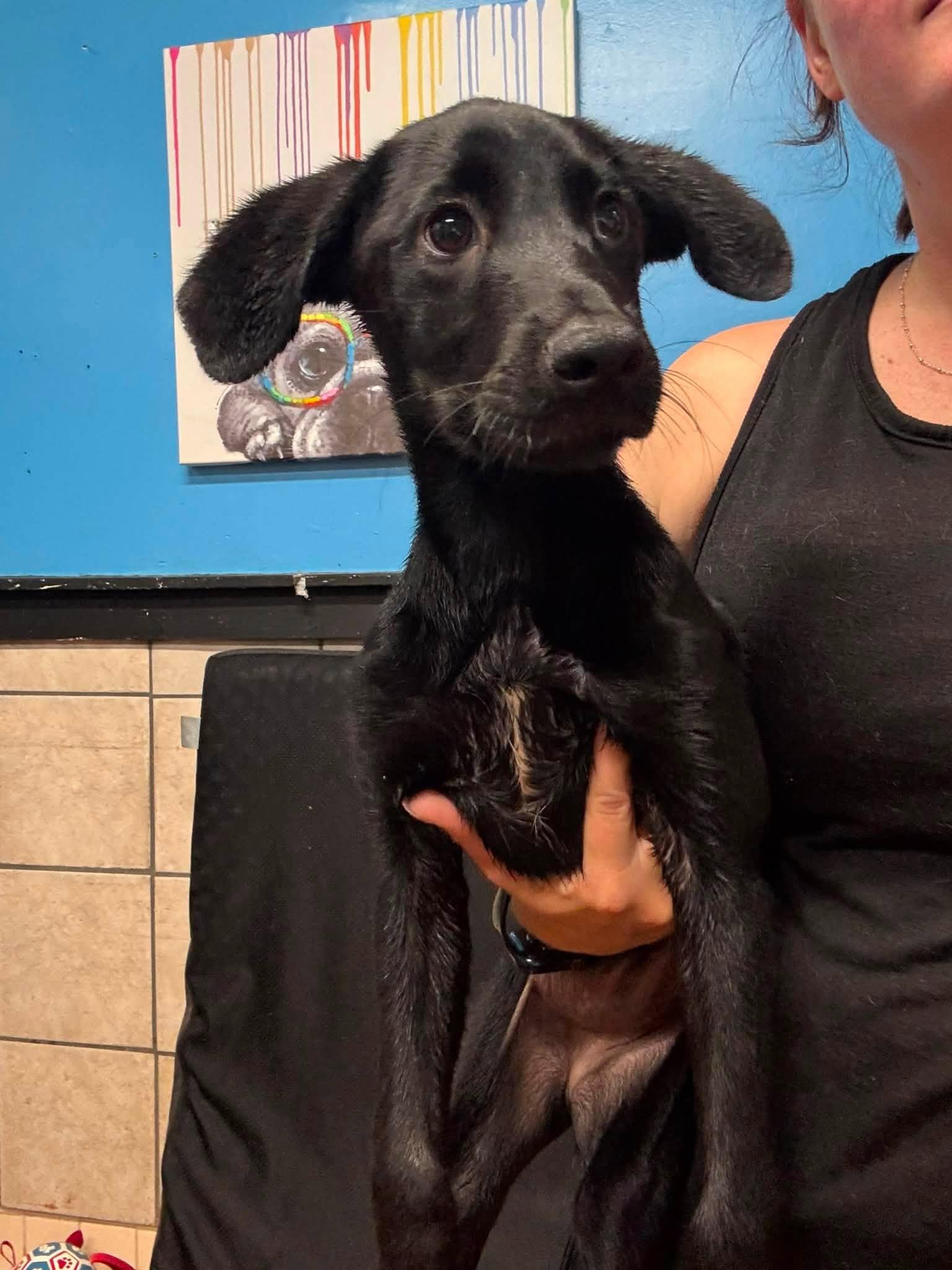Hillary, Adopted, Puppy Female Mixed Breed.