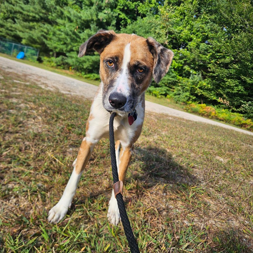 Baghera, Adoptable, Young Male Mixed Breed.