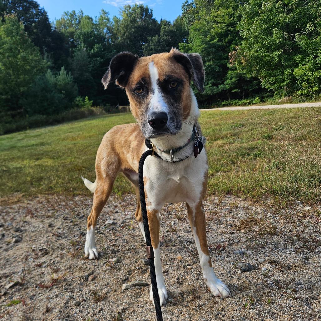 Enlarge Baghera, a Adoptable Mixed Breed in Conway, NH image 2/6