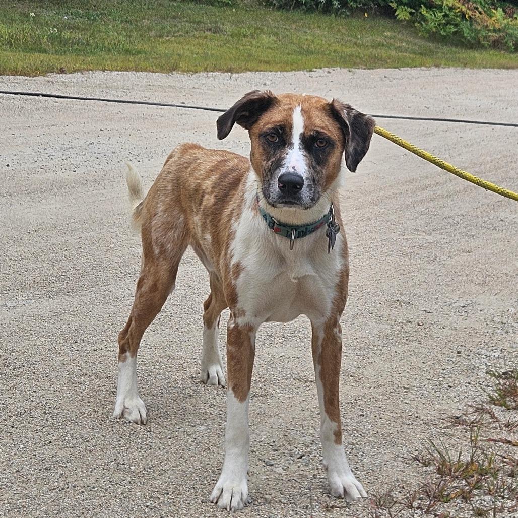 Enlarge Baghera, a Adoptable Mixed Breed in Conway, NH image 3/6