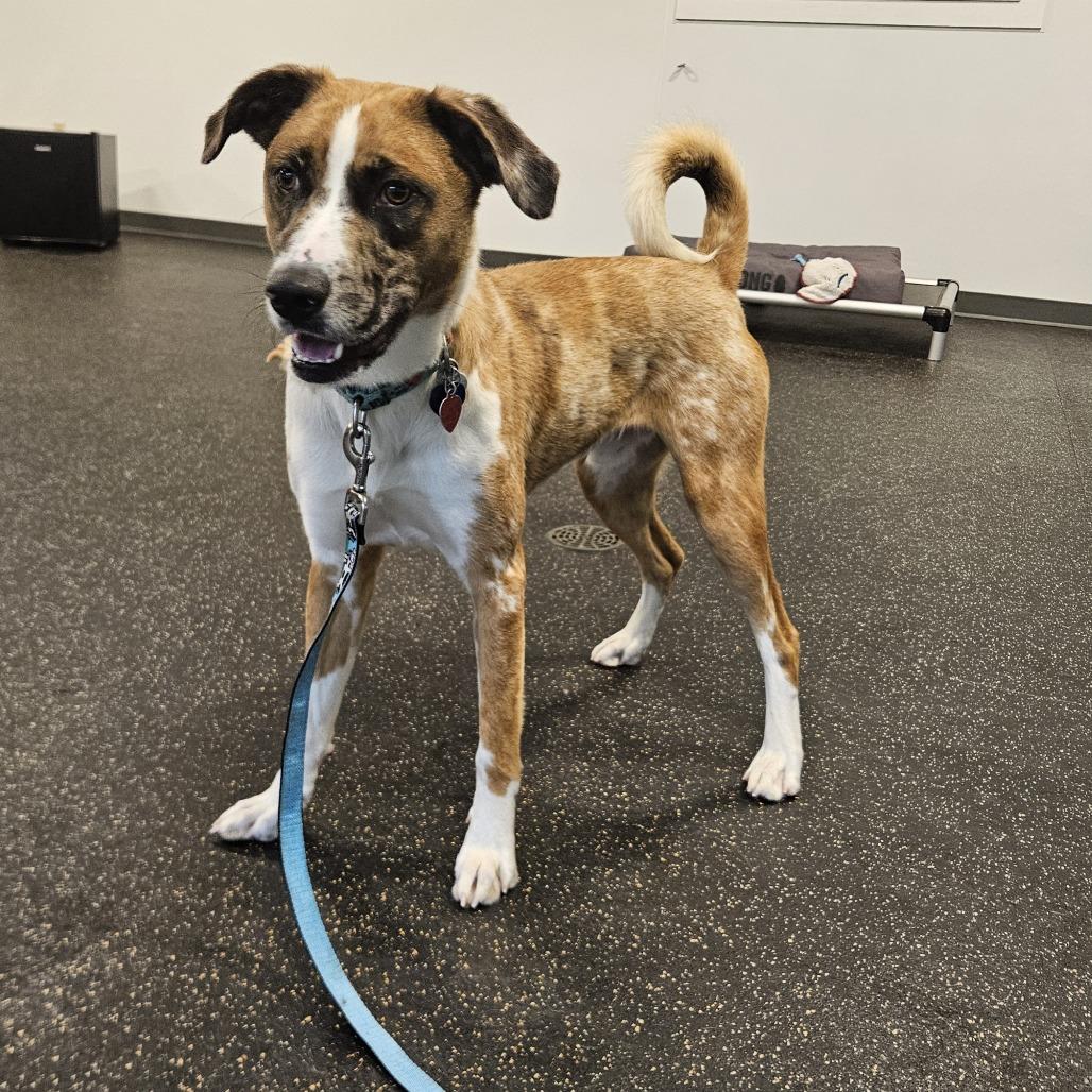 Enlarge Baghera, a Adoptable Mixed Breed in Conway, NH image 4/6