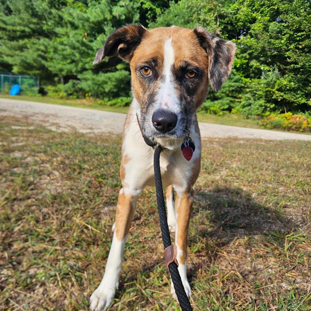Enlarge Baghera, a Adoptable Mixed Breed in Conway, NH image 4/6