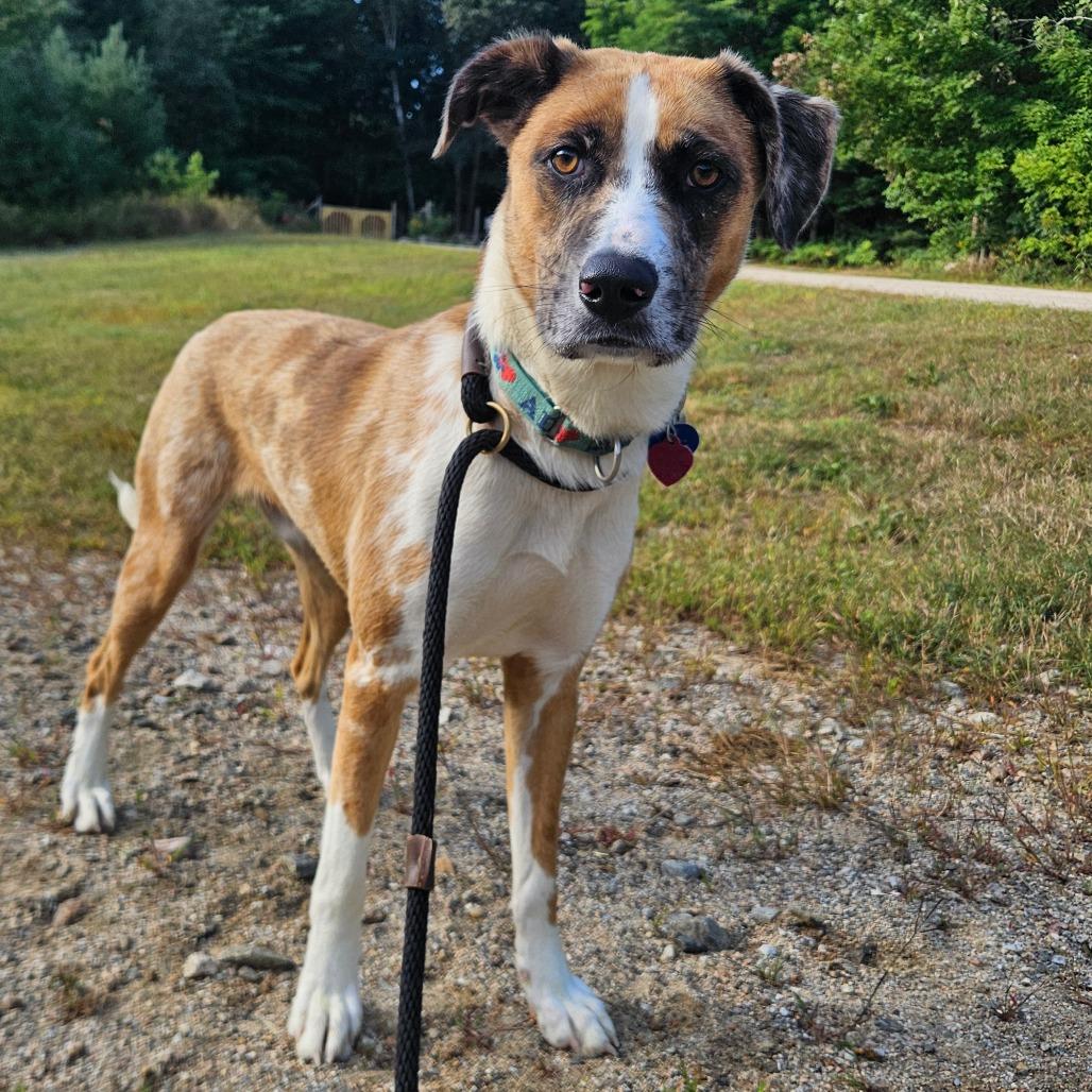 Enlarge Baghera, a Adoptable Mixed Breed in Conway, NH image 5/6