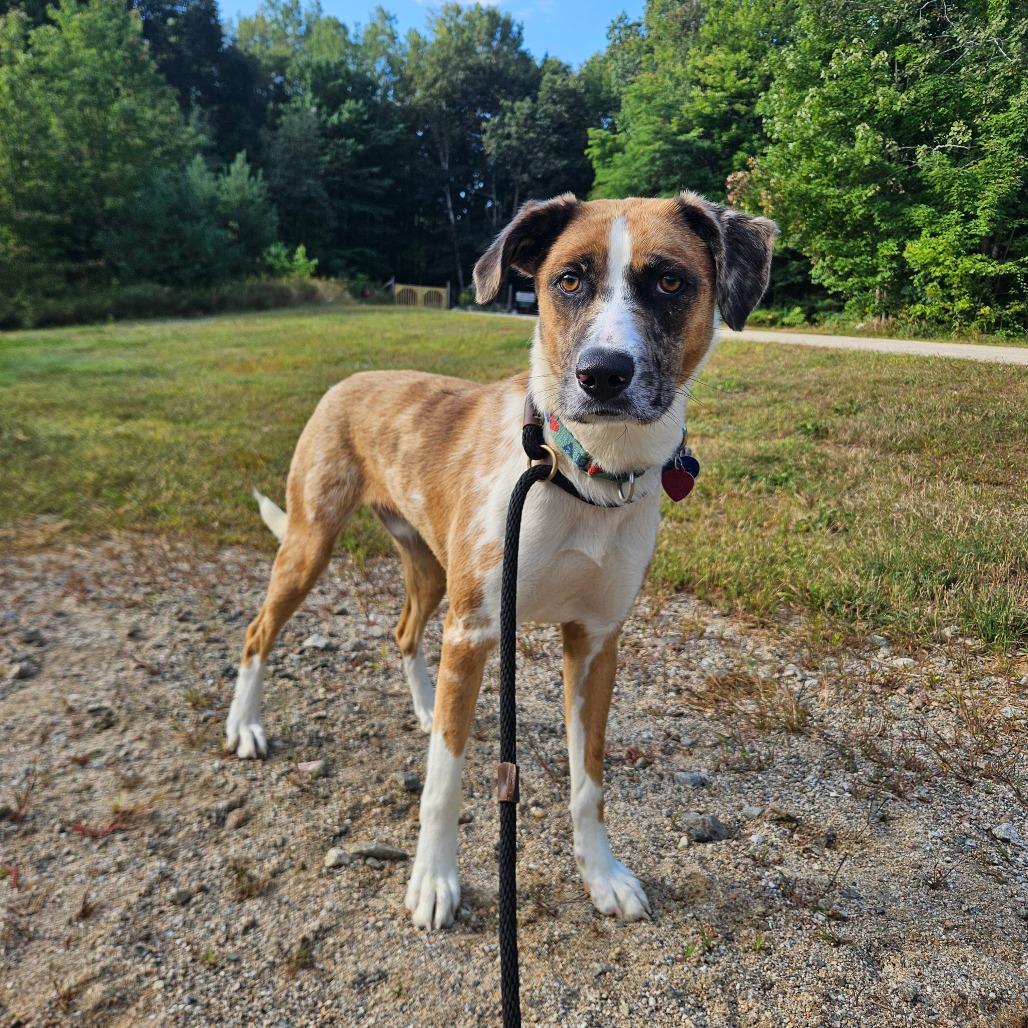 Enlarge Baghera, a Adoptable Mixed Breed in Conway, NH image 6/6