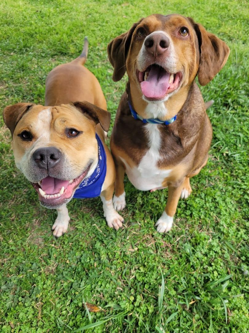 Buffy & Toby- BONDED PAIR, Adopted, Adult Male Beagle & Pit Bull Terrier.