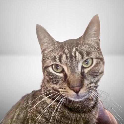 Stewart, a Adoptable Domestic Short Hair in Pittstown, NJ image 2/5