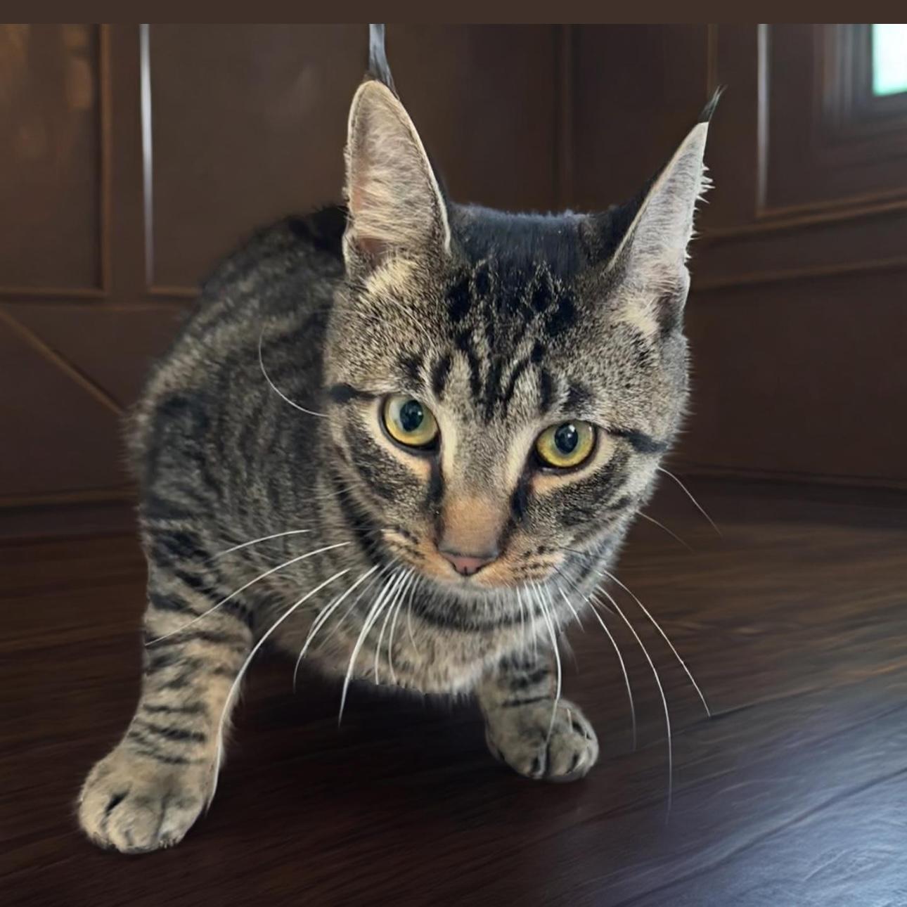 Stewart, a Adoptable Domestic Short Hair in Pittstown, NJ image 3/5