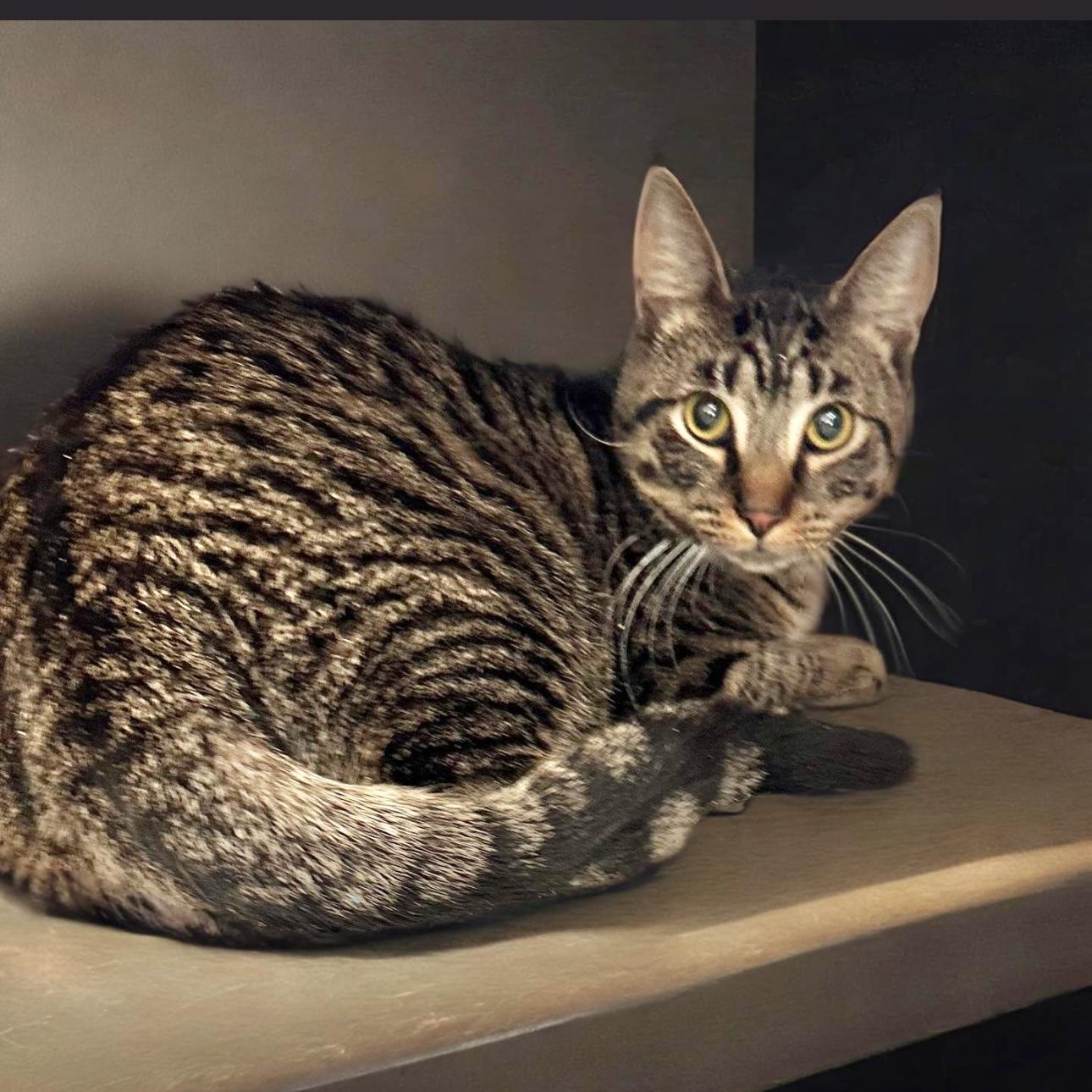 Stewart, a Adoptable Domestic Short Hair in Pittstown, NJ image 4/5