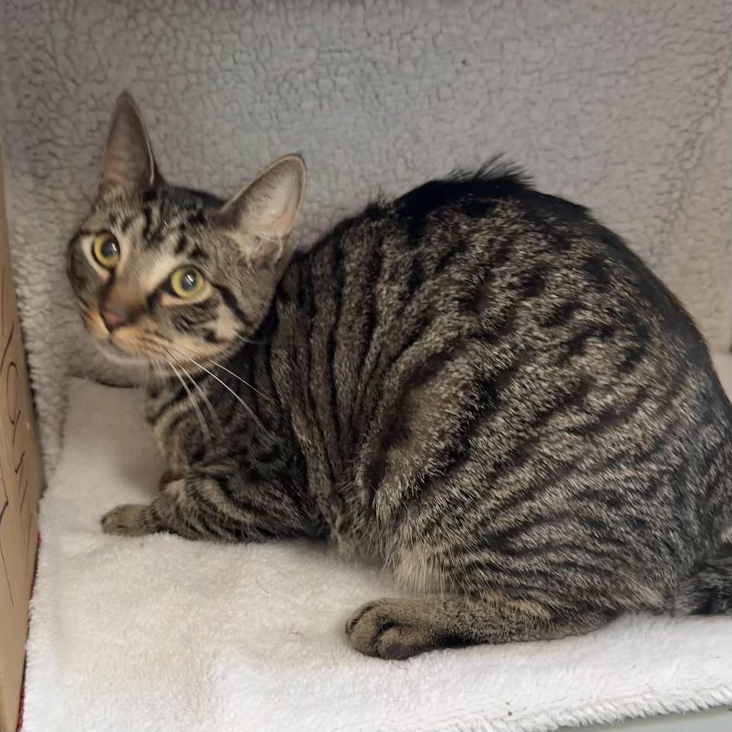 Stewart, a Adoptable Domestic Short Hair in Pittstown, NJ image 5/5