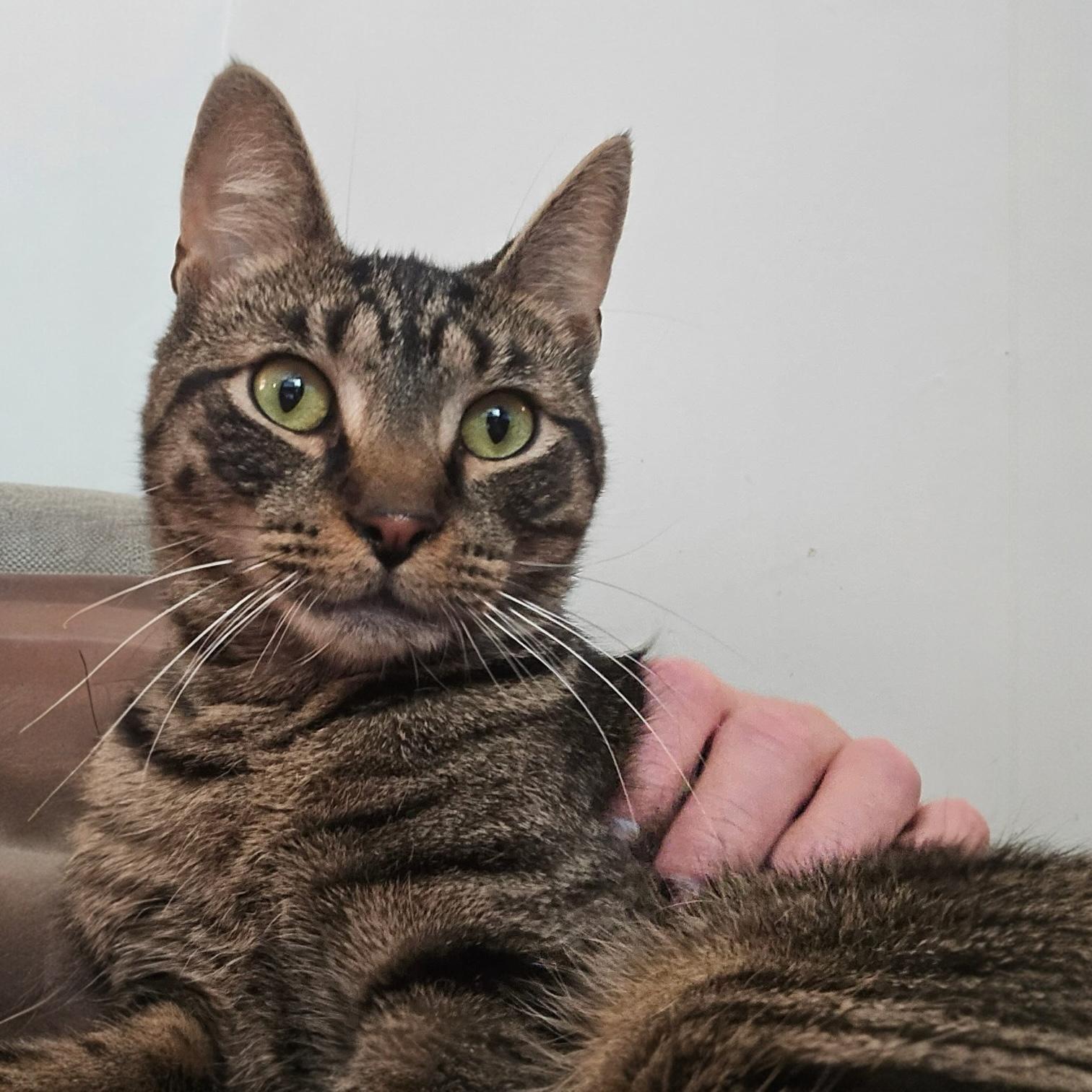 Stewart, a Adoptable Domestic Short Hair in Pittstown, NJ image 1/5