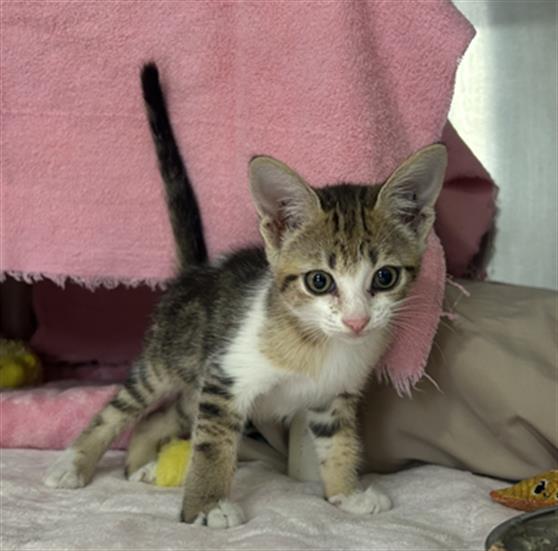 TIPSY - IN FOSTER, Adoptable, Kitten Female Domestic Short Hair.