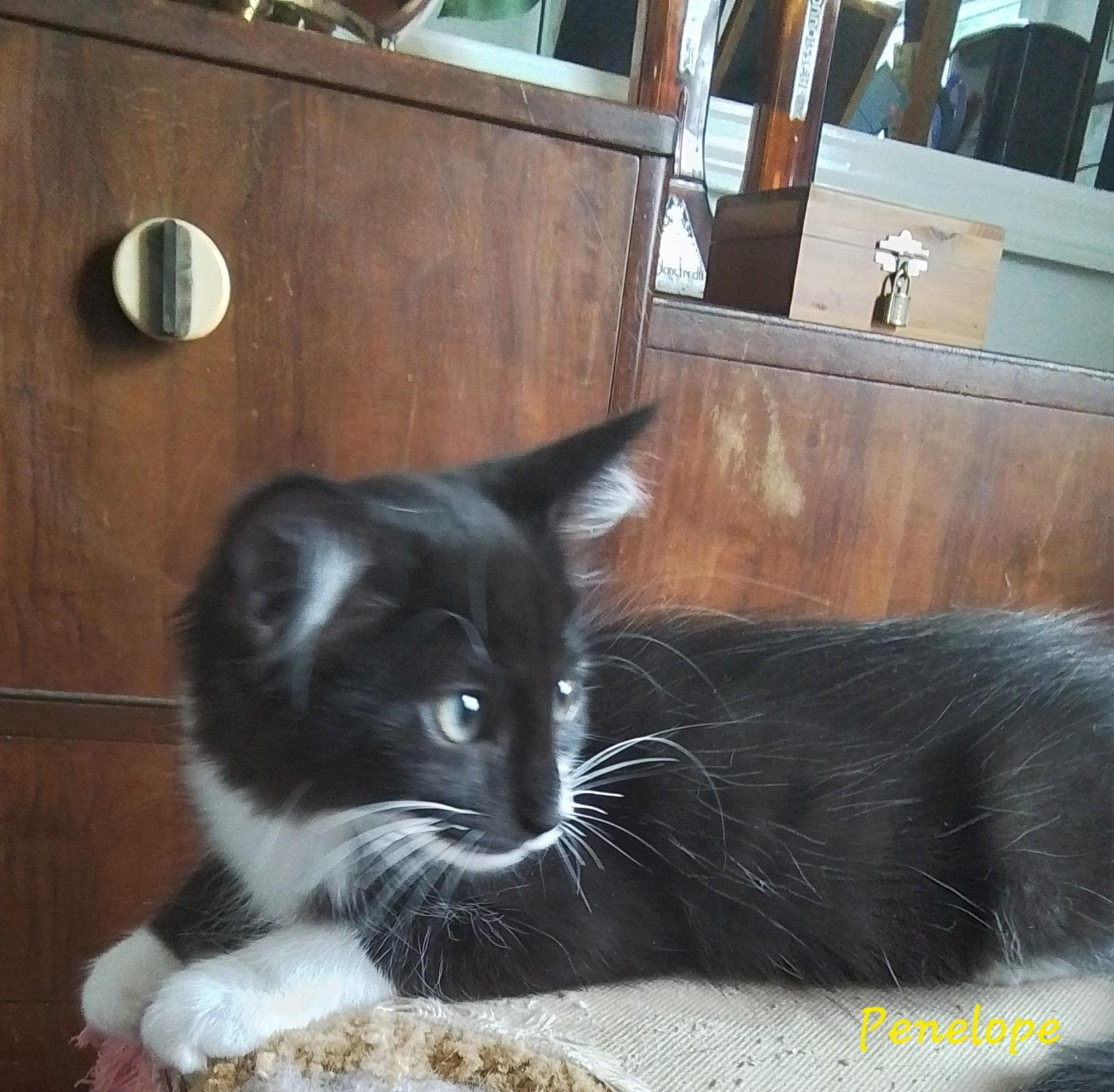 Enlarge Penelope, a Adopted Domestic Short Hair in Manchester, CT image 1/1