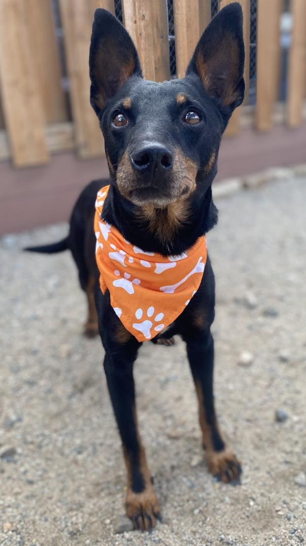 Enlarge Georgie, a Adoptable mixed breed in Buena Vista, CO image 3/3