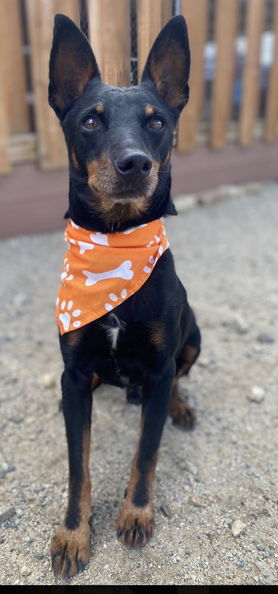 Georgie, Adoptable, Adult Male Miniature Pinscher.